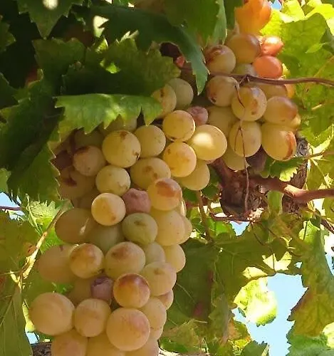 Hillside Over Lemonodasos Galatás